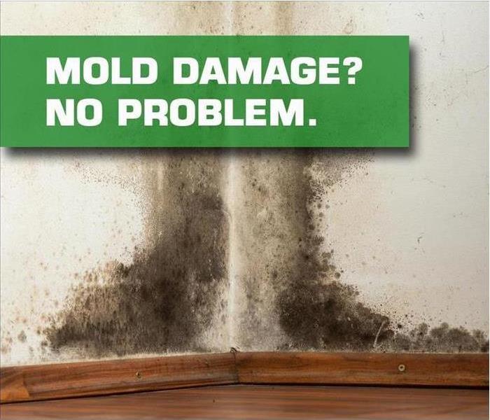 A moldy wall with the words "Mold Damage? No Problem."