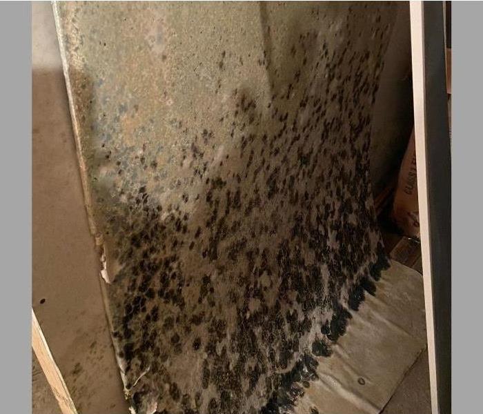 A moldy wall in an Albany basement after severe storm damage.