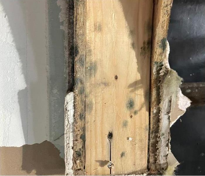 Mold growing on a wooden beam in an Albany home.