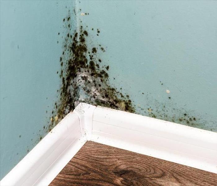 Mold growing in the corner of a room.