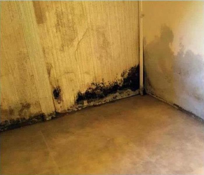 Mold growing in an Albany home.