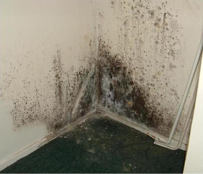 A wall with mold growing on it.